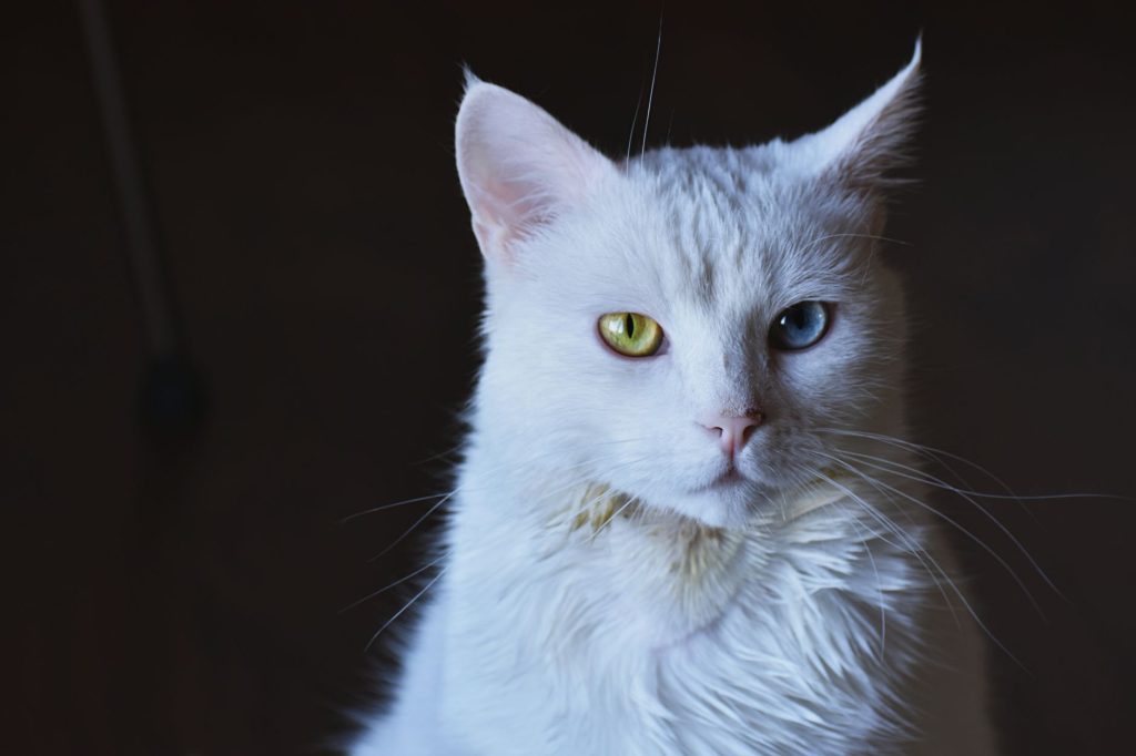 Stunning close-up of a white cat with striking heterochromia eyes. — Evaluating the factors that should be considered while o