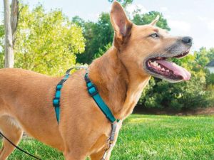 Exploring Different Types of No Pull Dog Harnesses